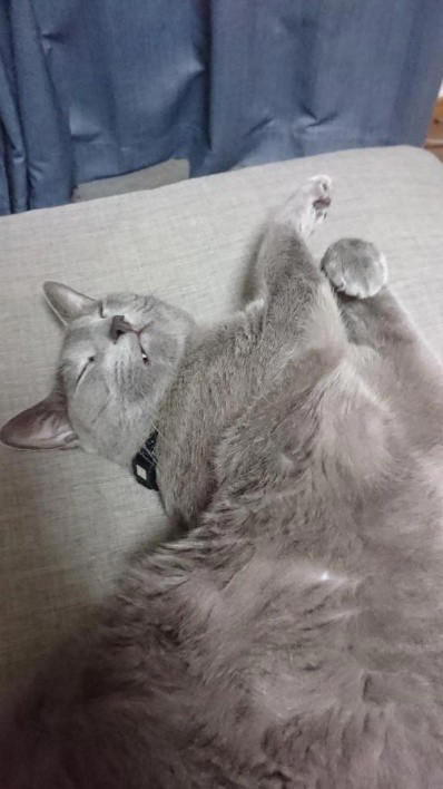 “保健所行き寸前の成猫”を友人夫妻から引き取って, ある日突然、愛猫のお腹が膨らんで…, 余命は3カ月…愛猫が「血管肉腫」になって, 愛猫を「病気で余命わずかな可哀想な子」にしたくなかった, 「一緒に新年を迎えたい」を命がけで叶えてくれた, ペットロスと向き合う中で知った「苦しみ」と「愛の正体」