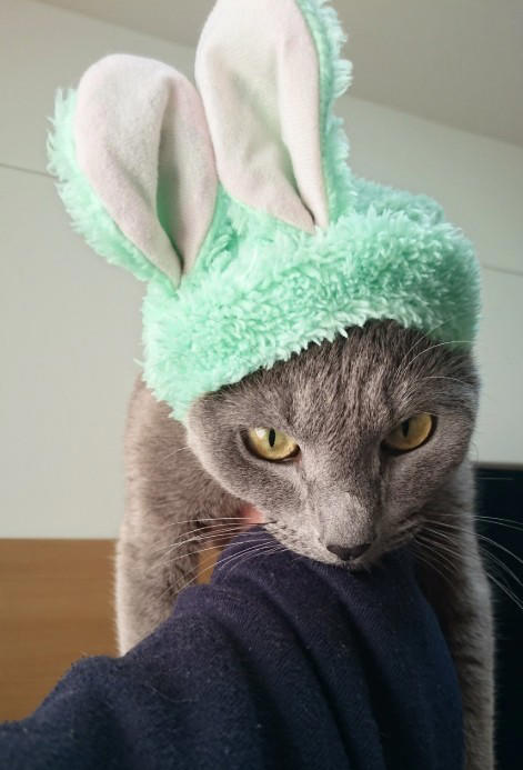 “保健所行き寸前の成猫”を友人夫妻から引き取って, ある日突然、愛猫のお腹が膨らんで…, 余命は3カ月…愛猫が「血管肉腫」になって, 愛猫を「病気で余命わずかな可哀想な子」にしたくなかった, 「一緒に新年を迎えたい」を命がけで叶えてくれた, ペットロスと向き合う中で知った「苦しみ」と「愛の正体」