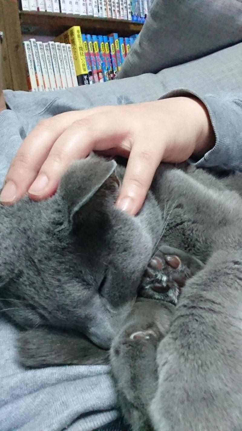 “保健所行き寸前の成猫”を友人夫妻から引き取って, ある日突然、愛猫のお腹が膨らんで…, 余命は3カ月…愛猫が「血管肉腫」になって, 愛猫を「病気で余命わずかな可哀想な子」にしたくなかった, 「一緒に新年を迎えたい」を命がけで叶えてくれた, ペットロスと向き合う中で知った「苦しみ」と「愛の正体」