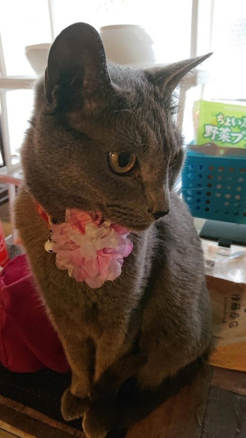 “保健所行き寸前の成猫”を友人夫妻から引き取って, ある日突然、愛猫のお腹が膨らんで…, 余命は3カ月…愛猫が「血管肉腫」になって, 愛猫を「病気で余命わずかな可哀想な子」にしたくなかった, 「一緒に新年を迎えたい」を命がけで叶えてくれた, ペットロスと向き合う中で知った「苦しみ」と「愛の正体」