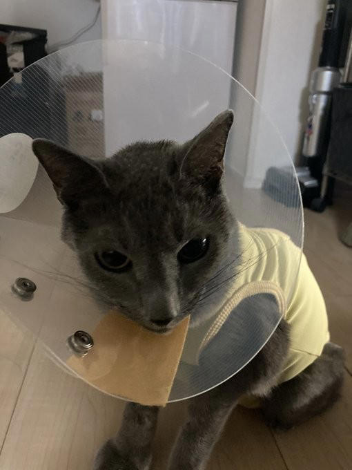 “保健所行き寸前の成猫”を友人夫妻から引き取って, ある日突然、愛猫のお腹が膨らんで…, 余命は3カ月…愛猫が「血管肉腫」になって, 愛猫を「病気で余命わずかな可哀想な子」にしたくなかった, 「一緒に新年を迎えたい」を命がけで叶えてくれた, ペットロスと向き合う中で知った「苦しみ」と「愛の正体」