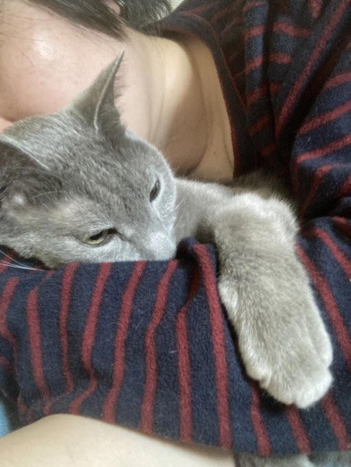 “保健所行き寸前の成猫”を友人夫妻から引き取って, ある日突然、愛猫のお腹が膨らんで…, 余命は3カ月…愛猫が「血管肉腫」になって, 愛猫を「病気で余命わずかな可哀想な子」にしたくなかった, 「一緒に新年を迎えたい」を命がけで叶えてくれた, ペットロスと向き合う中で知った「苦しみ」と「愛の正体」