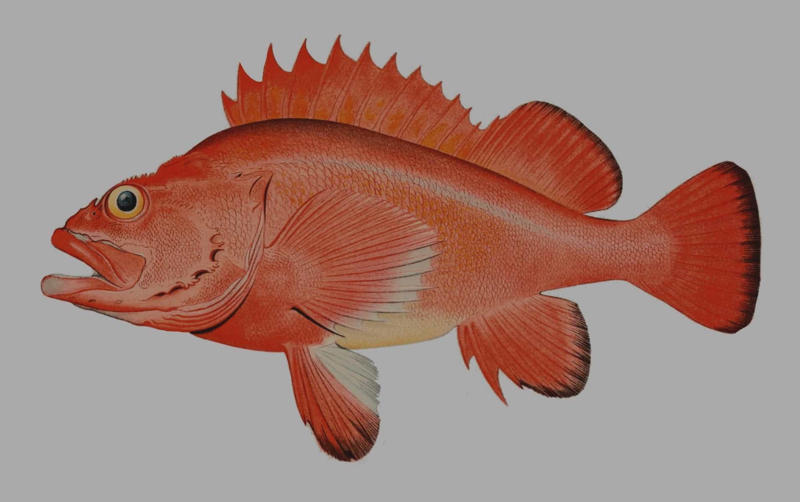 Rougheye rockfish Greenland shark, Aldabra giant tortoise, Rougheye rockfish, Fin whale, Red sea urchin, American lobster, Killer whale, European eel, Pink cockatoo, Gray whale, Orange roughy