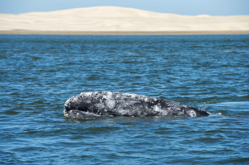 Gray whale Greenland shark, Aldabra giant tortoise, Rougheye rockfish, Fin whale, Red sea urchin, American lobster, Killer whale, European eel, Pink cockatoo, Gray whale, Orange roughy