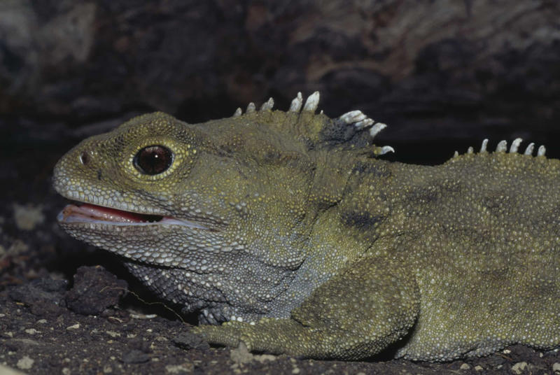 Tuatara Greenland shark, Aldabra giant tortoise, Rougheye rockfish, Fin whale, Red sea urchin, American lobster, Killer whale, European eel, Pink cockatoo, Gray whale, Orange roughy