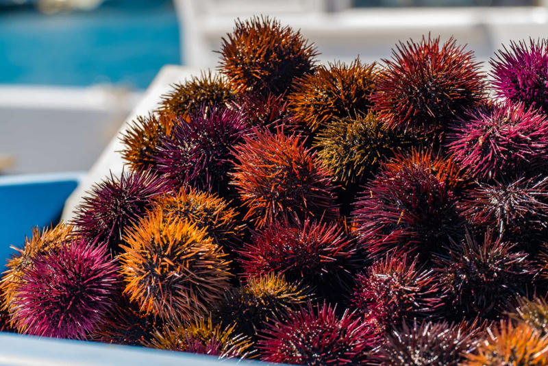 Red sea urchin Greenland shark, Aldabra giant tortoise, Rougheye rockfish, Fin whale, Red sea urchin, American lobster, Killer whale, European eel, Pink cockatoo, Gray whale, Orange roughy