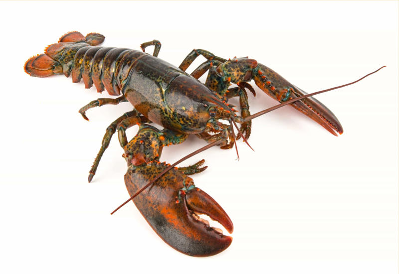 American lobster Greenland shark, Aldabra giant tortoise, Rougheye rockfish, Fin whale, Red sea urchin, American lobster, Killer whale, European eel, Pink cockatoo, Gray whale, Orange roughy