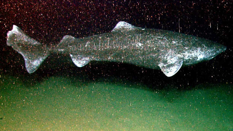 Greenland shark Greenland shark, Aldabra giant tortoise, Rougheye rockfish, Fin whale, Red sea urchin, American lobster, Killer whale, European eel, Pink cockatoo, Gray whale, Orange roughy
