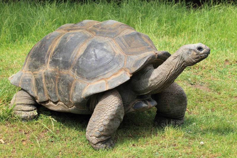 Aldabra giant tortoise Greenland shark, Aldabra giant tortoise, Rougheye rockfish, Fin whale, Red sea urchin, American lobster, Killer whale, European eel, Pink cockatoo, Gray whale, Orange roughy
