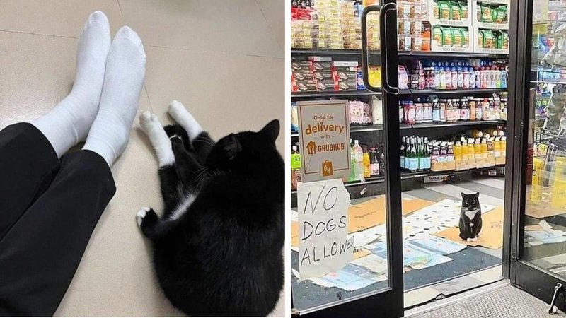 25 Relatable Cats Who Are Just Like Us Humans First Egg, A Leader, Chilling, Breaking the Rules, Just Another Day, Leave Them Be, Reflection, Chomp Awaiting, Sunny Spot, Breakfast Time, All Dressed Up, Pizza Time, Passed Out