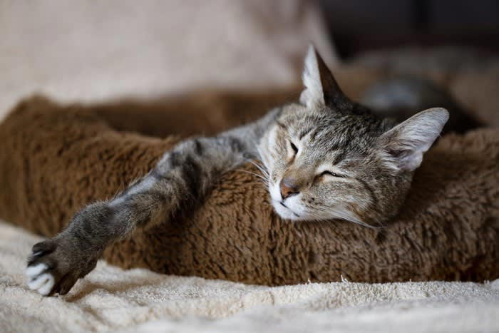 猫は暑さに強い？弱い？, 保冷剤を使っても大丈夫？守るべきポイント3つ, ポイント1.直接触れさせない, ポイント2.誤飲・誤食を防ぐ, ポイント3.エアコンなどと併用を, 不安があれば代わりのグッズの使用を