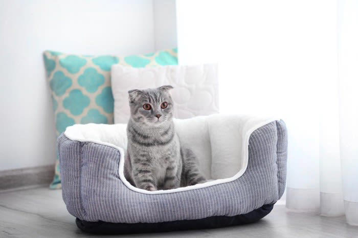 猫は暑さに強い？弱い？, 保冷剤を使っても大丈夫？守るべきポイント3つ, ポイント1.直接触れさせない, ポイント2.誤飲・誤食を防ぐ, ポイント3.エアコンなどと併用を, 不安があれば代わりのグッズの使用を