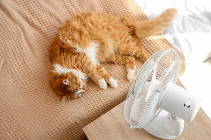 猫は暑さに強い？弱い？, 保冷剤を使っても大丈夫？守るべきポイント3つ, ポイント1.直接触れさせない, ポイント2.誤飲・誤食を防ぐ, ポイント3.エアコンなどと併用を, 不安があれば代わりのグッズの使用を