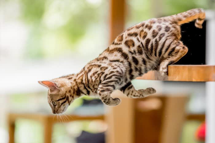 『フライングキャットシンドローム』とは？, 危険な「飛び降り」には原因がある, もし落下してしまったらどうする？, 飛び出しを防ぐためにできる対策