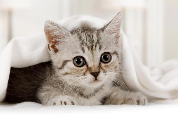 1.子猫は乳歯や永久歯の生え方で判断する, 2.1歳以上の猫は歯と歯茎の状態で判断する, 3.被毛の状態で判断する, 4.目の状態で判断する, 5.体形・体重・顔つきで判断する
