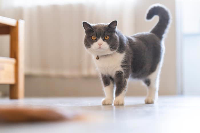 1.子猫は乳歯や永久歯の生え方で判断する, 2.1歳以上の猫は歯と歯茎の状態で判断する, 3.被毛の状態で判断する, 4.目の状態で判断する, 5.体形・体重・顔つきで判断する