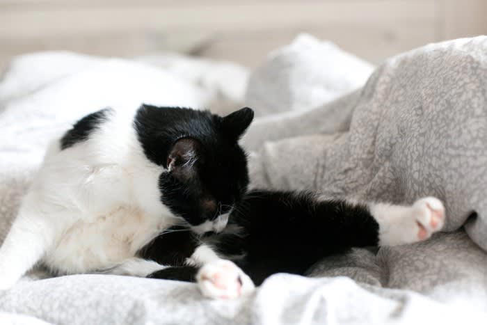 1.子猫は乳歯や永久歯の生え方で判断する, 2.1歳以上の猫は歯と歯茎の状態で判断する, 3.被毛の状態で判断する, 4.目の状態で判断する, 5.体形・体重・顔つきで判断する
