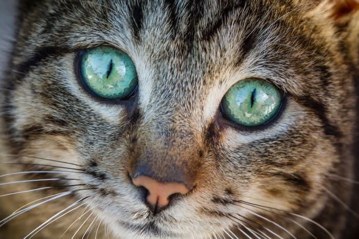 1.子猫は乳歯や永久歯の生え方で判断する, 2.1歳以上の猫は歯と歯茎の状態で判断する, 3.被毛の状態で判断する, 4.目の状態で判断する, 5.体形・体重・顔つきで判断する