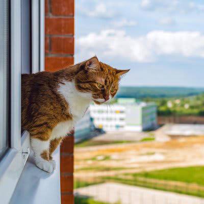 『フライングキャットシンドローム』とは？, 危険な「飛び降り」には原因がある, もし落下してしまったらどうする？, 飛び出しを防ぐためにできる対策