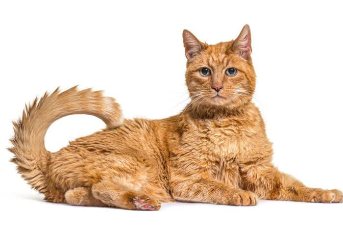 1.子猫は乳歯や永久歯の生え方で判断する, 2.1歳以上の猫は歯と歯茎の状態で判断する, 3.被毛の状態で判断する, 4.目の状態で判断する, 5.体形・体重・顔つきで判断する
