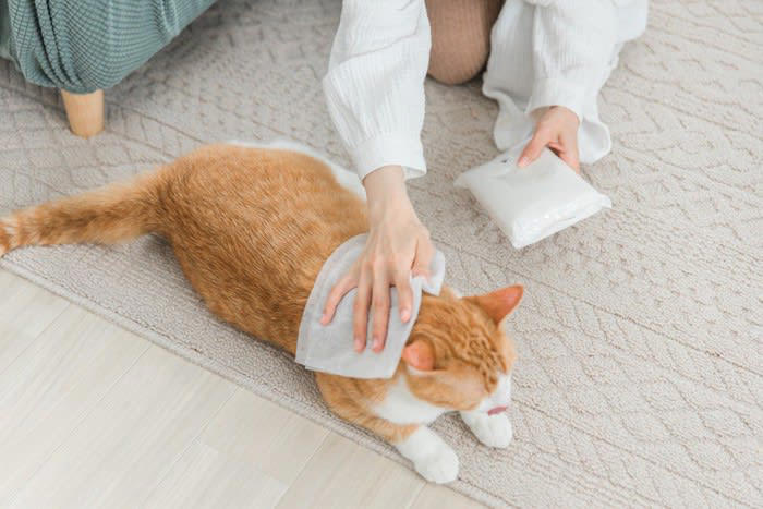 2.狭い場所に隠れる, 3.毛艶が悪くなる, 4.目がいつもと違う, 5.鳴き方の変化, 6.いつものルーティーンをしなくなる