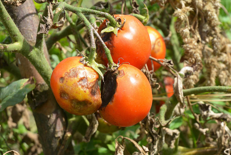 Blossom end rot might suggest a lack of calcium., Blossom drop comes from temperature fluctuations., Hot and rainy weather causes fruit cracks., Watering the leaves directly can lead to leaf mold., High temperatures and drought start a leaf roll., Too much direct sunlight leads to sunscald., Low temperatures cause catfacing., Improper soil nutrition increases puffiness., Drought, poor soil nutrition, and heat cause viral diseases., Ensure good air ventilation to avoid powdery mildew., Not enough space between plants might cause poor fruit-set.