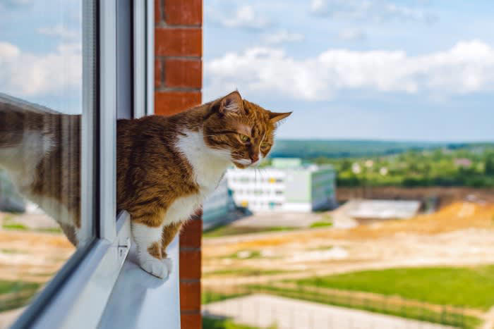『フライングキャットシンドローム』とは？, 危険な「飛び降り」には原因がある, もし落下してしまったらどうする？, 飛び出しを防ぐためにできる対策