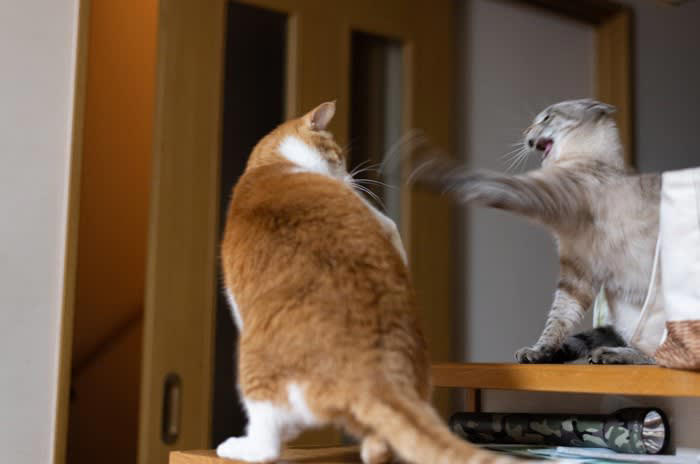 猫のケンカが始まる原因4選, 1.遊びのつもりが「本気」になってしまったから, 2.お気に入りのスペースを守りたかったから, 3.しつこくグルーミングをされたから, 4.もともと相性がよくないから, 猫のケンカは止めたほうがいい？