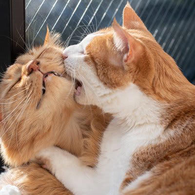 猫のケンカが始まる原因4選, 1.遊びのつもりが「本気」になってしまったから, 2.お気に入りのスペースを守りたかったから, 3.しつこくグルーミングをされたから, 4.もともと相性がよくないから, 猫のケンカは止めたほうがいい？