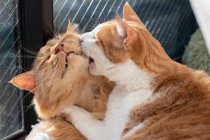 猫のケンカが始まる原因4選, 1.遊びのつもりが「本気」になってしまったから, 2.お気に入りのスペースを守りたかったから, 3.しつこくグルーミングをされたから, 4.もともと相性がよくないから, 猫のケンカは止めたほうがいい？