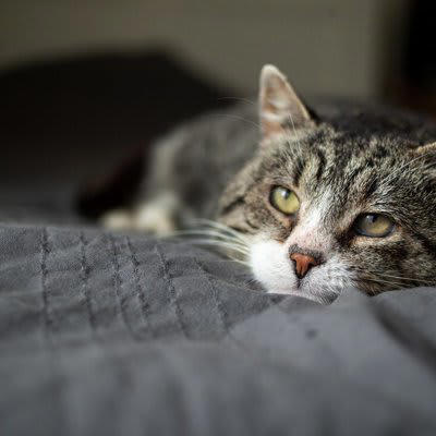 愛猫が最期に伝えたい5つのメッセージ, 1.「ありがとう」――感謝の気持ちを込めて, 2.「ずっと見守っているよ」――あなたはひとりじゃない, 3.「大好きだよ」――最期まで変わらない愛情, 4.「泣かないでね」――あなたの涙が心配, 5.「穏やかに旅立ちたい」――安心して過ごせる場所で, 猫の旅立ちをどう迎える？最期の時間にできること, 飼い主の“心構え”, “声かけ”で心を落ち着ける, “環境づくり”で穏やかな旅立ちをサポート, 「してあげられなかったこと」にとらわれすぎないで