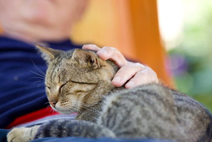 愛猫が最期に伝えたい5つのメッセージ, 1.「ありがとう」――感謝の気持ちを込めて, 2.「ずっと見守っているよ」――あなたはひとりじゃない, 3.「大好きだよ」――最期まで変わらない愛情, 4.「泣かないでね」――あなたの涙が心配, 5.「穏やかに旅立ちたい」――安心して過ごせる場所で, 猫の旅立ちをどう迎える？最期の時間にできること, 飼い主の“心構え”, “声かけ”で心を落ち着ける, “環境づくり”で穏やかな旅立ちをサポート, 「してあげられなかったこと」にとらわれすぎないで