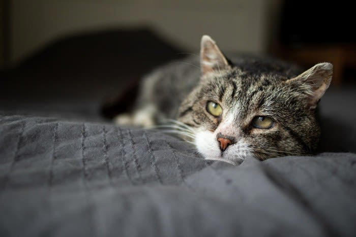 愛猫が最期に伝えたい5つのメッセージ, 1.「ありがとう」――感謝の気持ちを込めて, 2.「ずっと見守っているよ」――あなたはひとりじゃない, 3.「大好きだよ」――最期まで変わらない愛情, 4.「泣かないでね」――あなたの涙が心配, 5.「穏やかに旅立ちたい」――安心して過ごせる場所で, 猫の旅立ちをどう迎える？最期の時間にできること, 飼い主の“心構え”, “声かけ”で心を落ち着ける, “環境づくり”で穏やかな旅立ちをサポート, 「してあげられなかったこと」にとらわれすぎないで