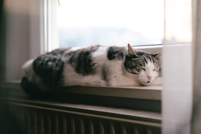 愛猫が最期に伝えたい5つのメッセージ, 1.「ありがとう」――感謝の気持ちを込めて, 2.「ずっと見守っているよ」――あなたはひとりじゃない, 3.「大好きだよ」――最期まで変わらない愛情, 4.「泣かないでね」――あなたの涙が心配, 5.「穏やかに旅立ちたい」――安心して過ごせる場所で, 猫の旅立ちをどう迎える？最期の時間にできること, 飼い主の“心構え”, “声かけ”で心を落ち着ける, “環境づくり”で穏やかな旅立ちをサポート, 「してあげられなかったこと」にとらわれすぎないで
