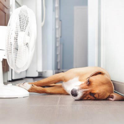 夏になるとどんなことが起こる？, 散歩量の低下などによる運動不足, わんちゃんは暑さに弱い…なぜ？, 夏場の食欲不振対策, おいしいものを少しプラス, ひんやりするなどの触感の変化や嗅覚への刺激を, 夏場の食欲不振で考えられる健康トラブル, 便秘などの消化器トラブル, 暑さによる心疾患の悪化