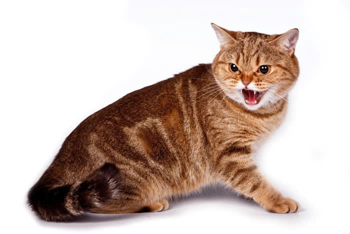 猫語を正しく理解するために必要なこと, ポジティブとネガティブの違いをおさえる, 猫のグゥという不思議な鳴き声に込められた気持ち, 猫のグゥ以外の不思議な鳴き声