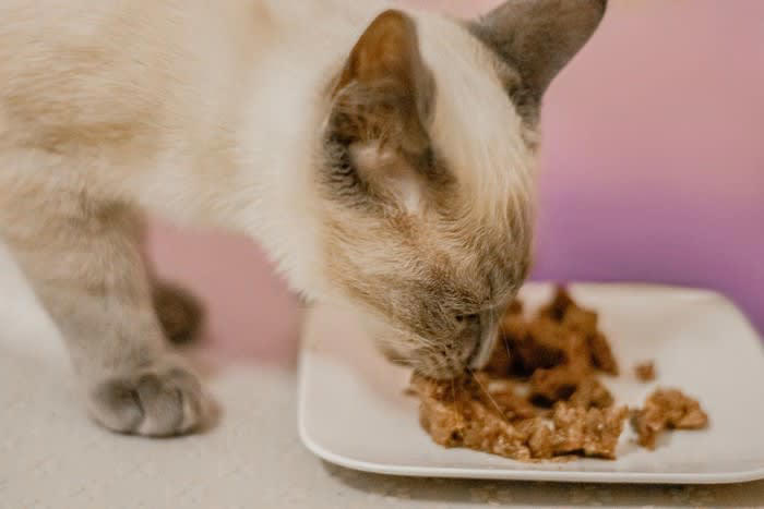肝リピドーシスとは？, 肝リピドーシスの症状, 肝リピドーシスの治療, 食べない猫に食べてもらうには