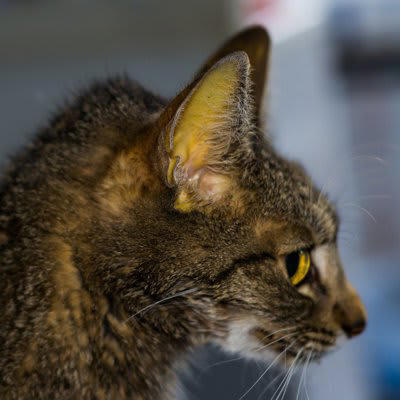 肝リピドーシスとは？, 肝リピドーシスの症状, 肝リピドーシスの治療, 食べない猫に食べてもらうには
