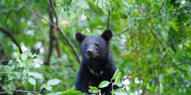「対策上回るペースでクマが出没」する危機的レベル, 自宅でのクマによる死亡事故が「あり得ない」理由, 「クマを殺すな」の声が対策現場にもたらす弊害, クマの問題はもはや“災害級”