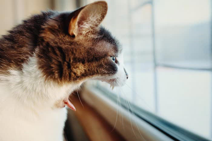 猫語を正しく理解するために必要なこと, ポジティブとネガティブの違いをおさえる, 猫のグゥという不思議な鳴き声に込められた気持ち, 猫のグゥ以外の不思議な鳴き声