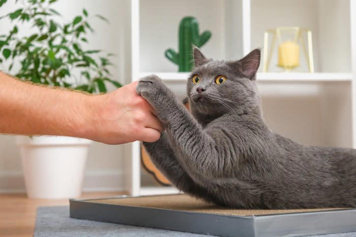 1.巻き爪になる, 2.人やほかの動物にケガをさせる, 3.引っ掛かったり、引っ掻いたりでケガをする, 4.家具や壁などを傷つける