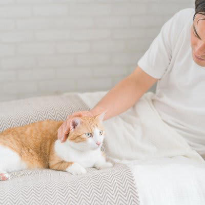 猫が『添い寝してくれない』のはなぜ？考えられる4つのワケ, 1.信頼関係が築けていない, 2.警戒心が強いから, 3.ほかにお気に入りの寝床があるから, 4.飼い主のにおいが気になる, 以前は添い寝してくれていた場合の理由