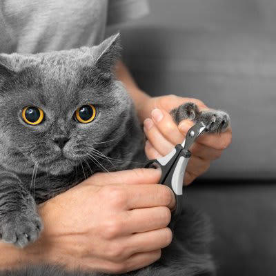 1.巻き爪になる, 2.人やほかの動物にケガをさせる, 3.引っ掛かったり、引っ掻いたりでケガをする, 4.家具や壁などを傷つける