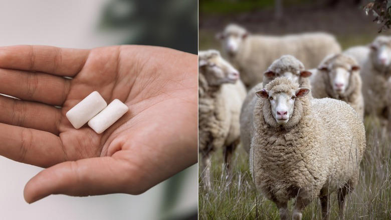 Twinkies Include Beef Tallow, Nerds Gummy Clusters Have Boiled Bugs In Them, Jelly Beans Are Often Covered In Insect Resin, Kit Kats' Secret Ingredient Is More Kit Kats, Sour Patch Kids Glow Ups Include Turmeric, Some Chewing Gum Features Sheep Grease