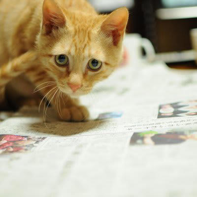猫が『飼い主さんを邪魔する』ときの心理4選, 1.要求を叶えてほしい, 3.何をしているのか気になる, 4.ただ一緒にいたい, 猫が邪魔するのを、やんわりやめてもらう方法は？
