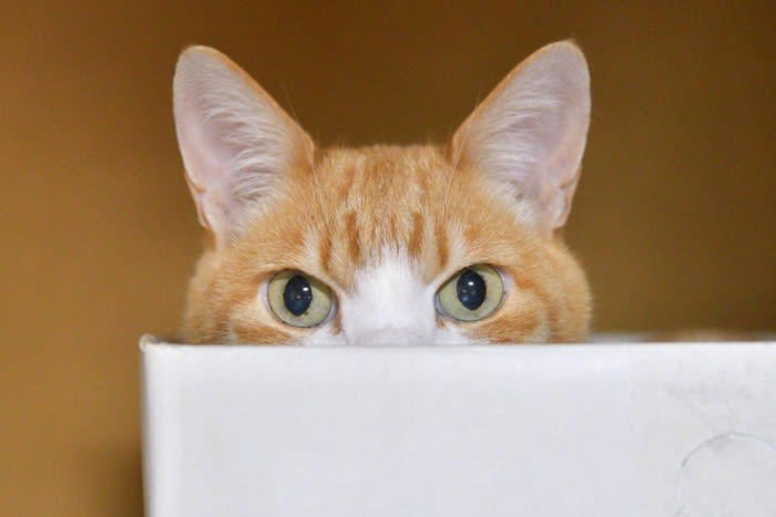 猫が『飼い主さんを邪魔する』ときの心理4選, 1.要求を叶えてほしい, 3.何をしているのか気になる, 4.ただ一緒にいたい, 猫が邪魔するのを、やんわりやめてもらう方法は？