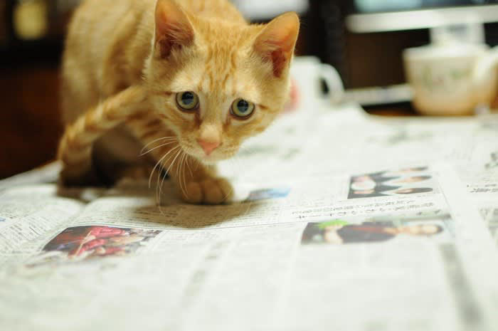 猫が『飼い主さんを邪魔する』ときの心理4選, 1.要求を叶えてほしい, 3.何をしているのか気になる, 4.ただ一緒にいたい, 猫が邪魔するのを、やんわりやめてもらう方法は？
