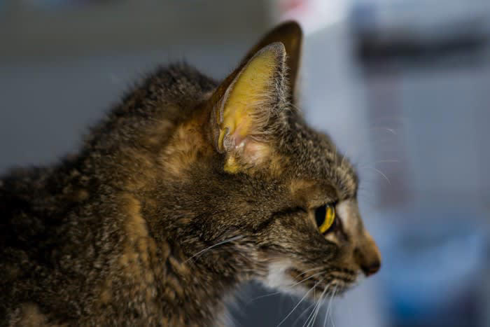肝リピドーシスとは？, 肝リピドーシスの症状, 肝リピドーシスの治療, 食べない猫に食べてもらうには