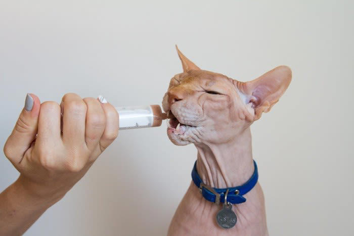 肝リピドーシスとは？, 肝リピドーシスの症状, 肝リピドーシスの治療, 食べない猫に食べてもらうには