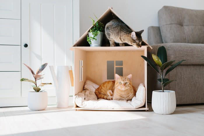 1. エネルギーを発散させる遊びを取り入れる, 2. スキンシップは猫のペースに合わせて, 3. テリトリーをしっかり確保してあげる, 4. 食事量と体重管理に気をつける, 1. 安心できる静かな環境を整える, 2. お手入れを通じたコミュニケーション, 3. 猫のペースを尊重する距離感, 4. トイレや寝床の清潔さを常にキープ